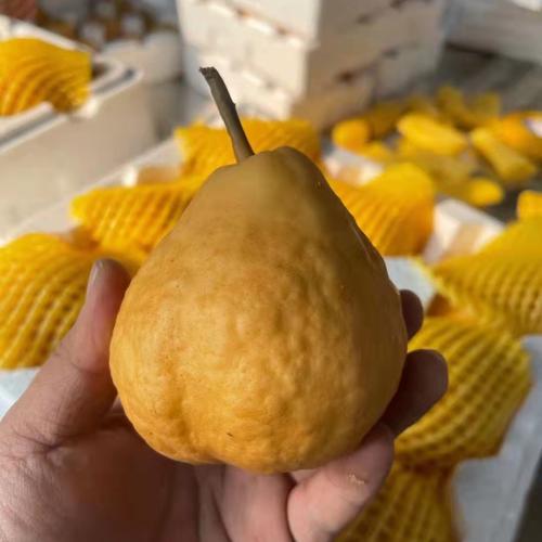 烟台太婆丑梨 软糯香甜的“丑”味佳果